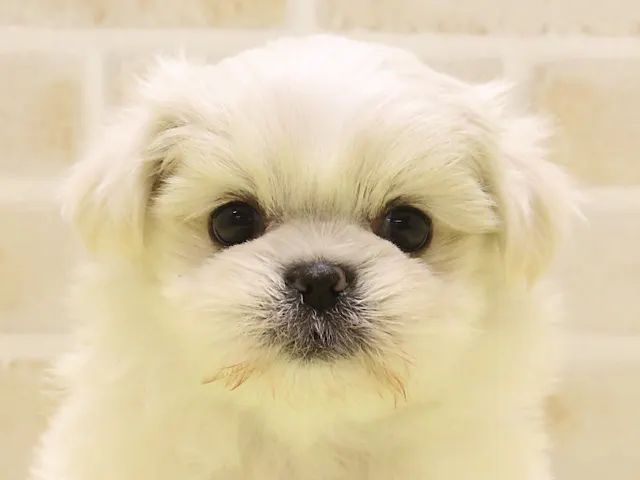 群馬県のハーフ犬・ミックス犬 (ペッツワンFC高崎東部店/2025年1月18日生まれ/女の子/クリーム)の子犬